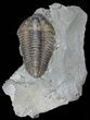 Detailed, Flexicalymene Trilobite - Ohio #57847-1